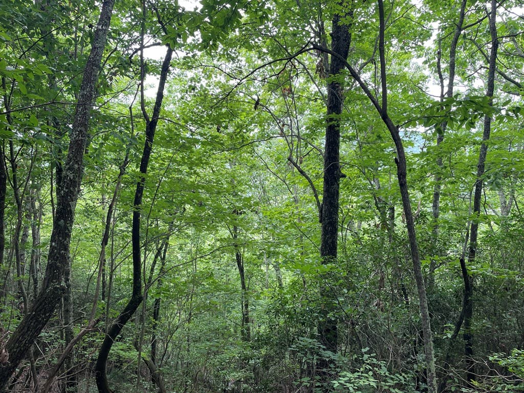 12, 13A Brasstown Heights Ln, Brasstown NC 28902 - Photo