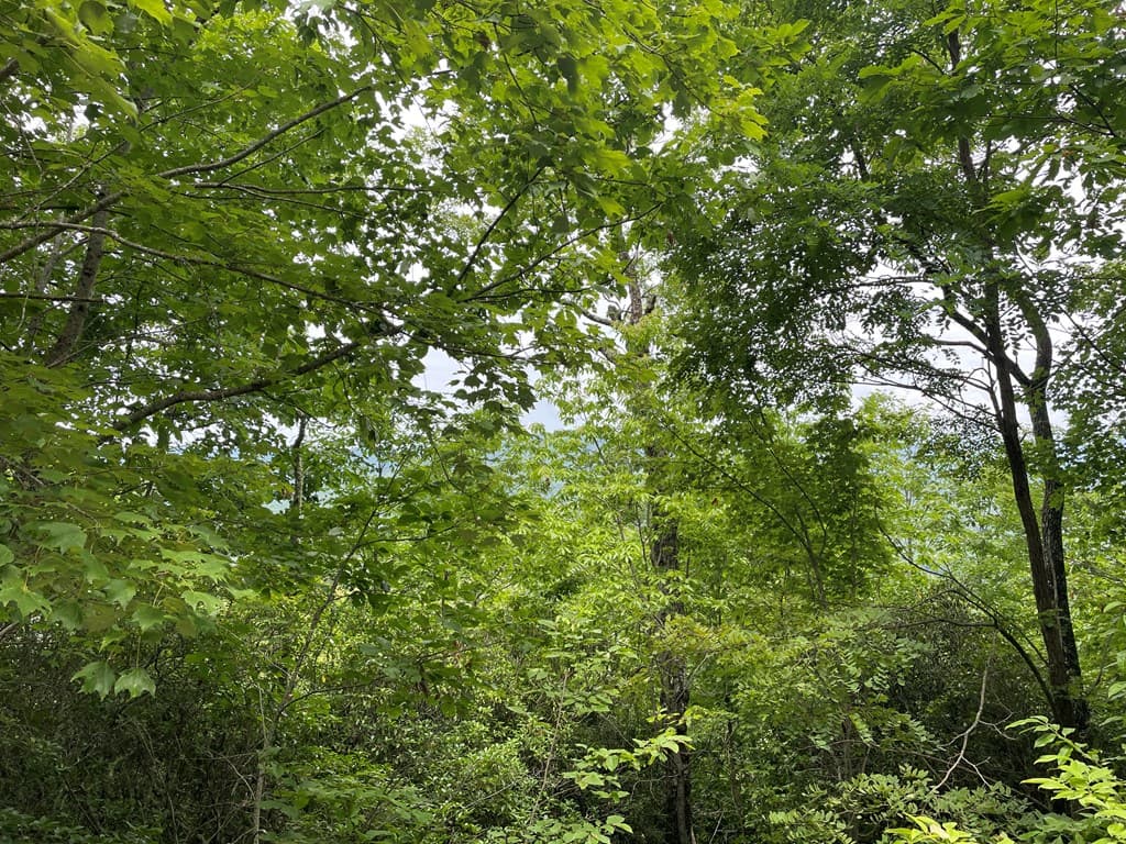 12, 13A Brasstown Heights Ln, Brasstown NC 28902 - Photo