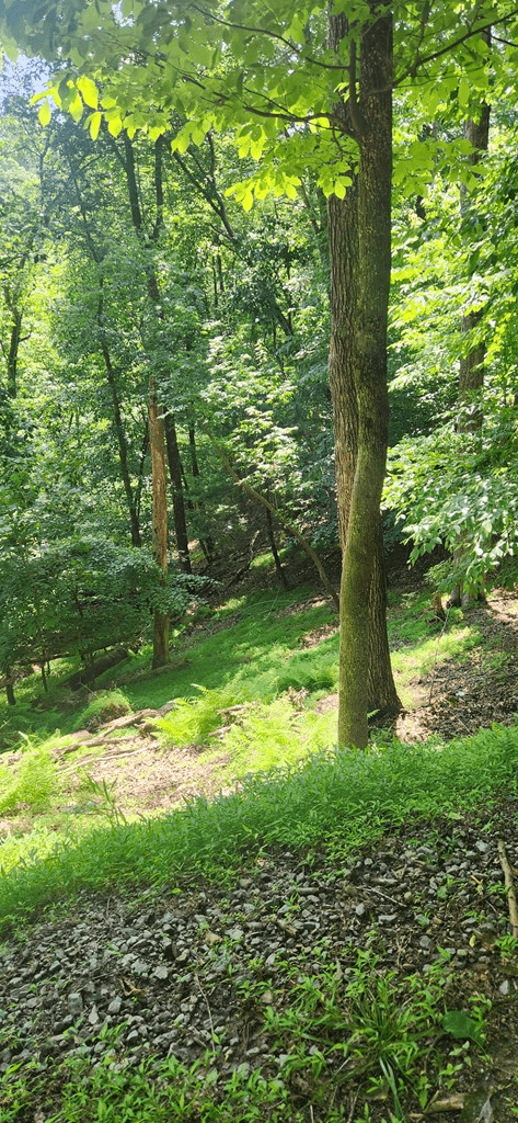 0 Mohawk Trail, Ellijay GA 30540 - Photo