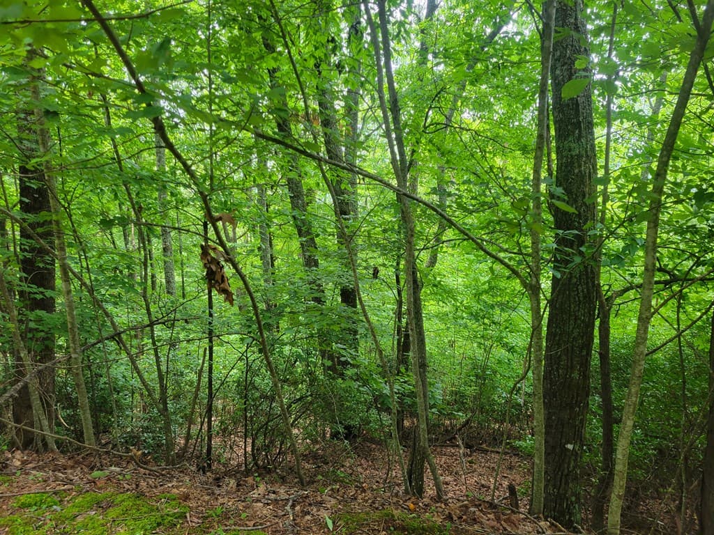 Lot 24 Double Knob Drive E, Hayesville NC 28904 - Photo