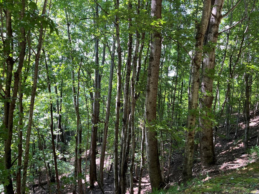 Lot 24 Double Knob Drive E, Hayesville NC 28904 - Photo