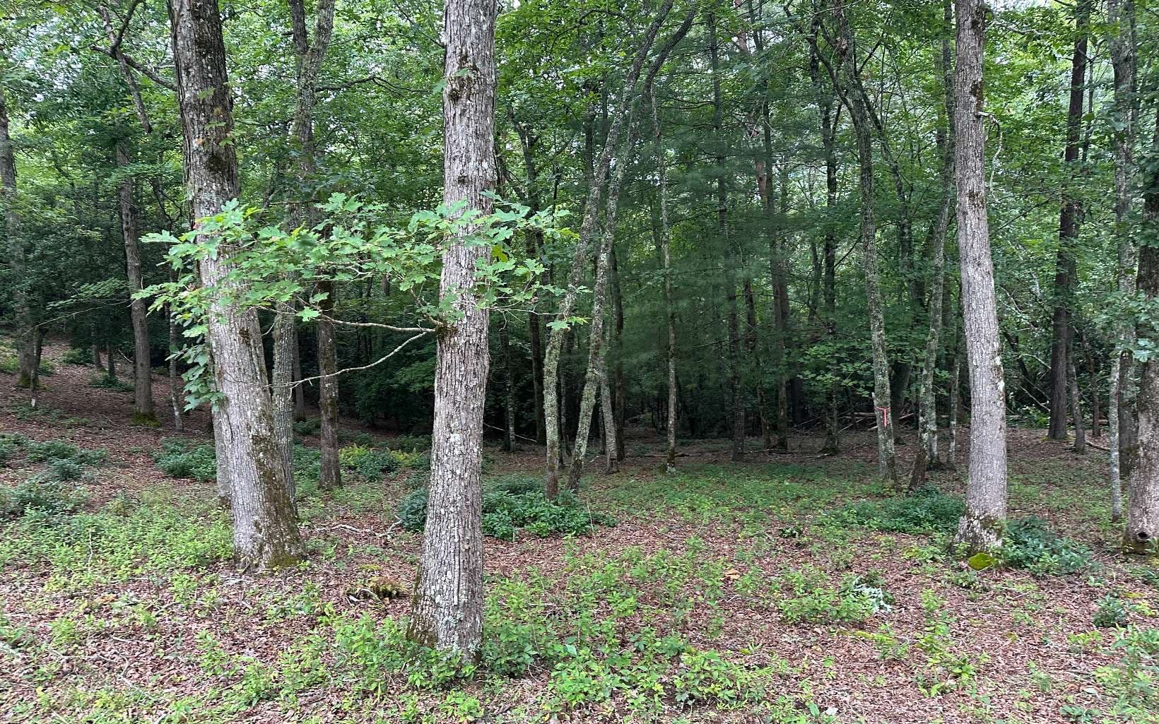 Lot 22 Brasstown Trails, Warne NC 28909 - Photo