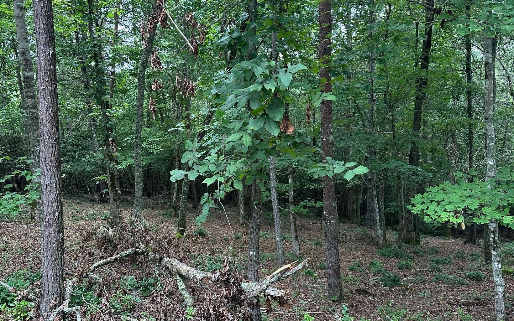 Lot 21 Brasstown Trails, Warne NC 28909 - Photo