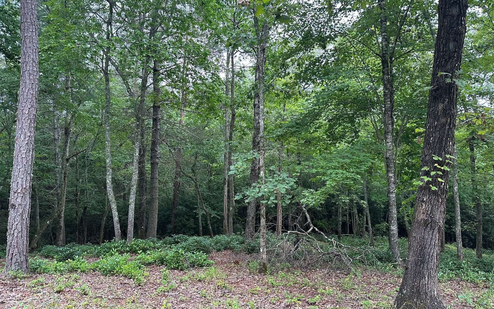 Lot 21 Brasstown Trails, Warne NC 28909 - Photo