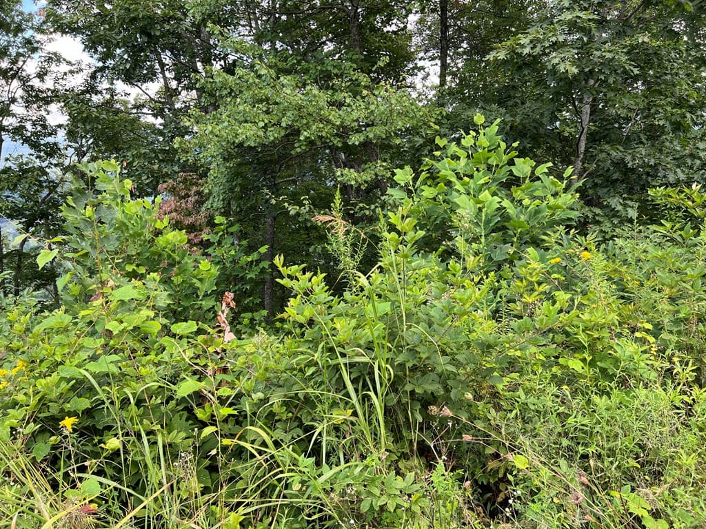 Lot 73M Ridges Overlook, Hayesville NC 28904 - Photo