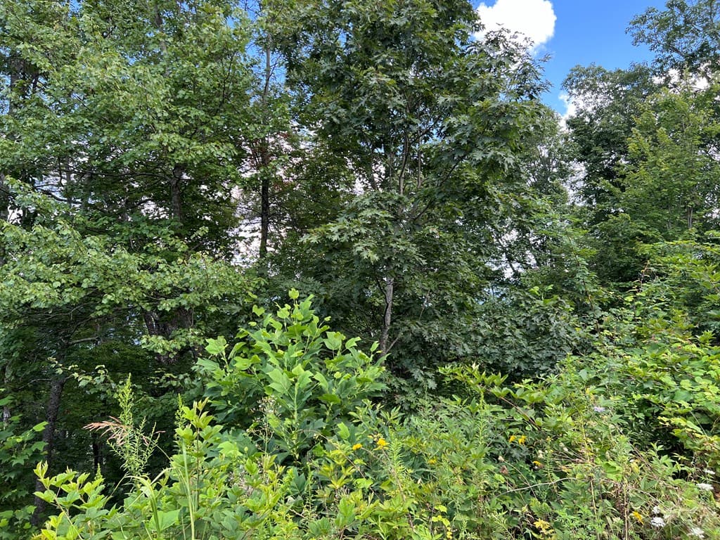 Lot 73M Ridges Overlook, Hayesville NC 28904 - Photo