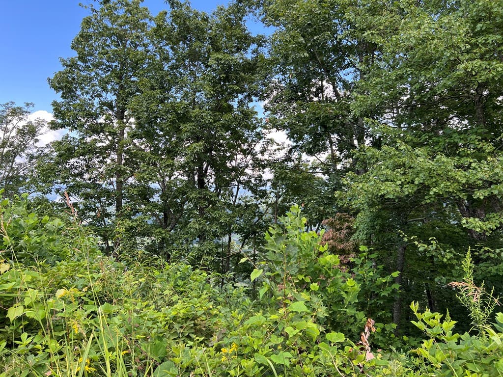 Lot 73M Ridges Overlook, Hayesville NC 28904 - Photo