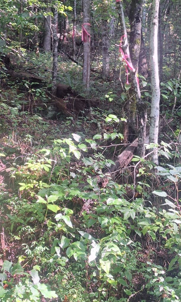 0 Coopers Creek, Suches GA 30572 - Photo