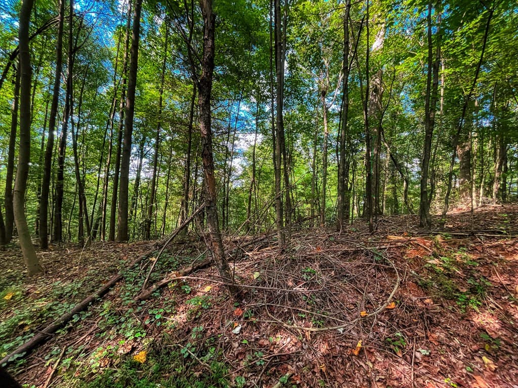 241 AC Legion Road, Ellijay GA 30540 - Photo