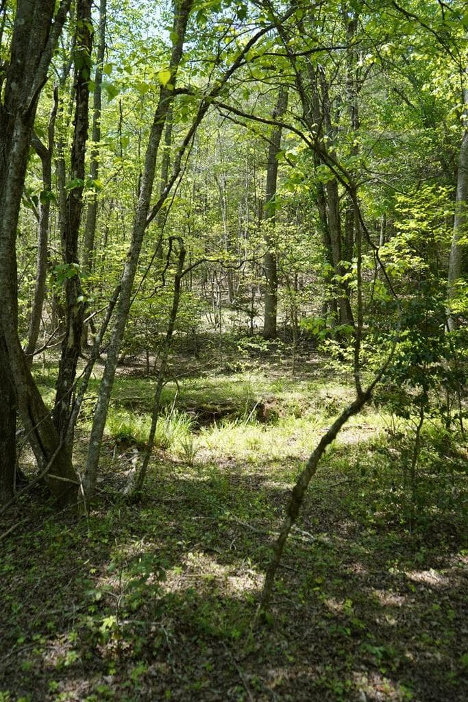 00 Rizzitello Lane, Blairsville GA 30512 - Photo