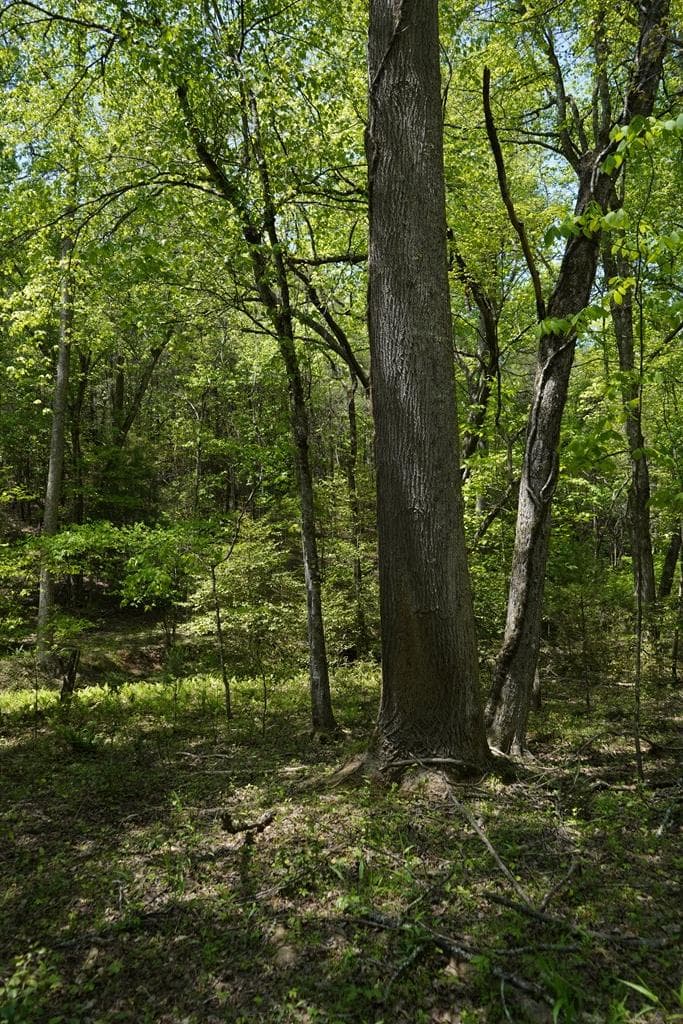 00 Rizzitello Lane, Blairsville GA 30512 - Photo