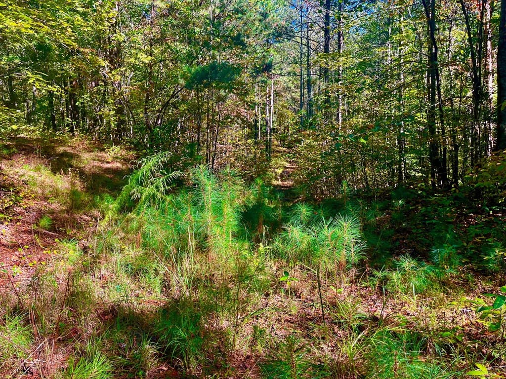 59 High River Landing, Ellijay GA 30540 - Photo