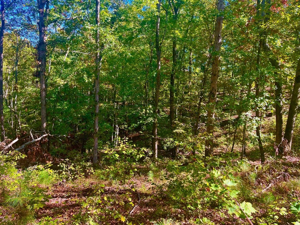 59 High River Landing, Ellijay GA 30540 - Photo