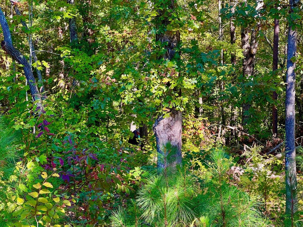 59 High River Landing, Ellijay GA 30540 - Photo