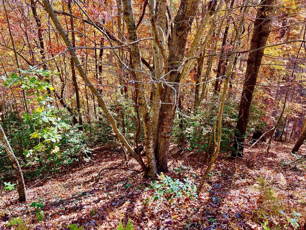 13 Up The Ridge Road, Blairsville GA 30512 - Primary photo