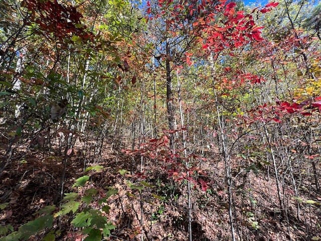TBD Upper Peachtree Road, Murphy NC 28906 - Photo