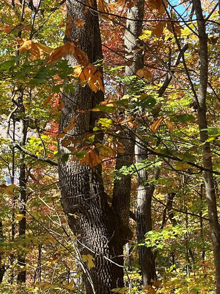 Lot 9 Black Bear Trail, Hiawassee GA 30546 - Photo