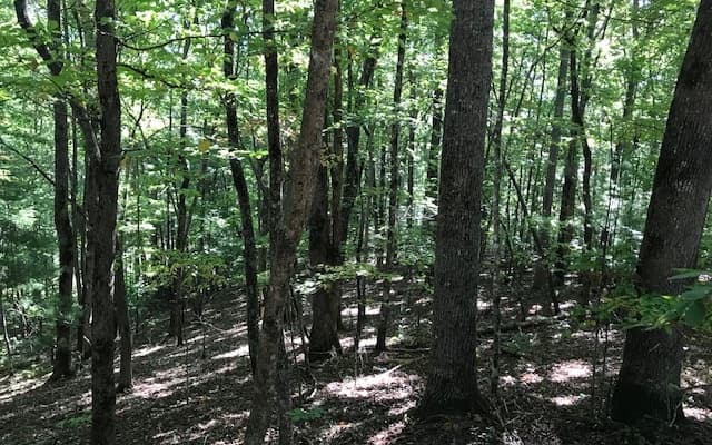 31-A&B Mountain View Lane, Hayesville NC 28904 - Photo