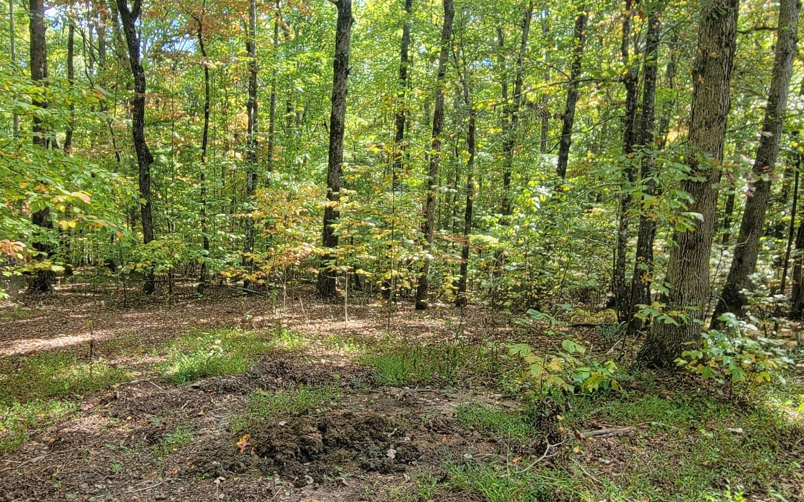 31-A&B Mountain View Lane, Hayesville NC 28904 - Photo