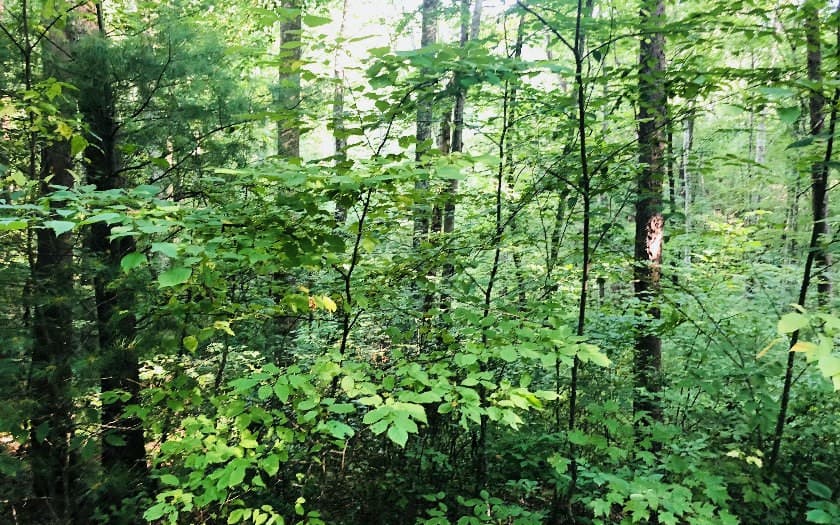 99/98 Hi River Country, Hiawassee GA 30546 - Photo