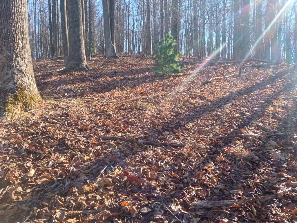 LT M214 Walnut Ridge, Ellijay GA 30536 - Photo
