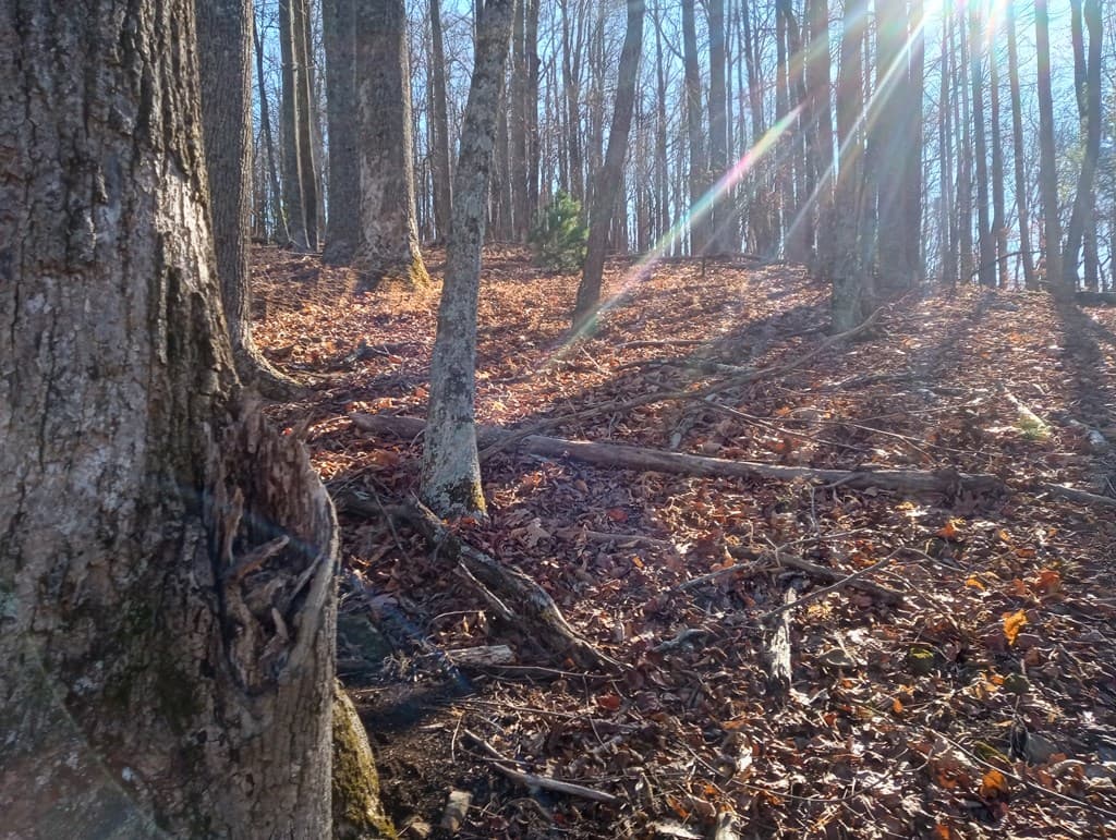 LT M214 Walnut Ridge, Ellijay GA 30536 - Photo