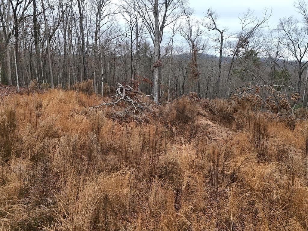 0 Dills Road, Blue Ridge GA 30513 - Photo