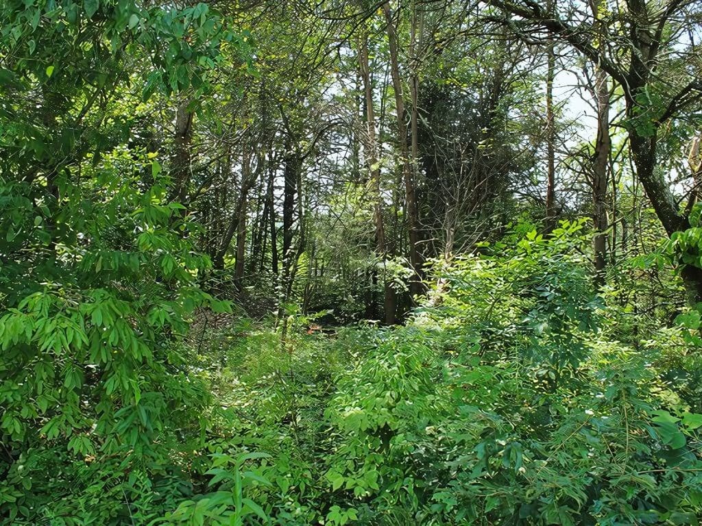 HWY 64 Cold Branch, Hayesville NC 28904 - Photo