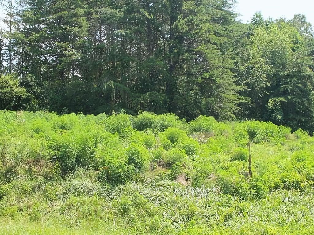 HWY 64 Cold Branch, Hayesville NC 28904 - Photo