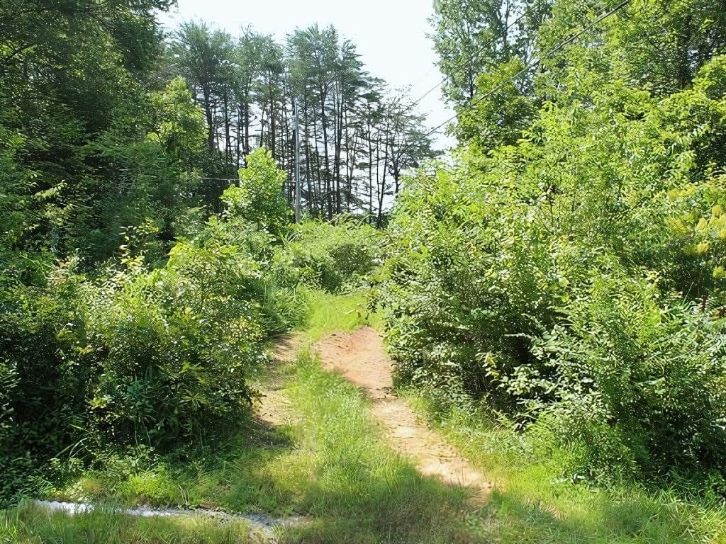 HWY 64 Cold Branch, Hayesville NC 28904 - Photo