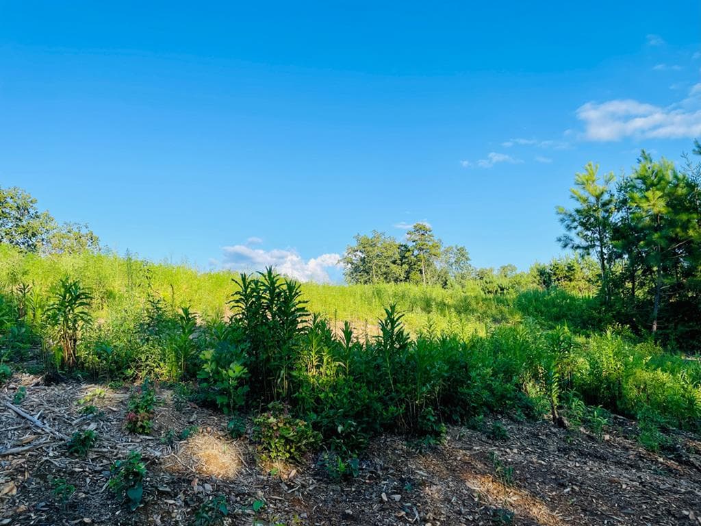 655 Lookout Valley Trail, Talking Rock GA 30175 - Photo