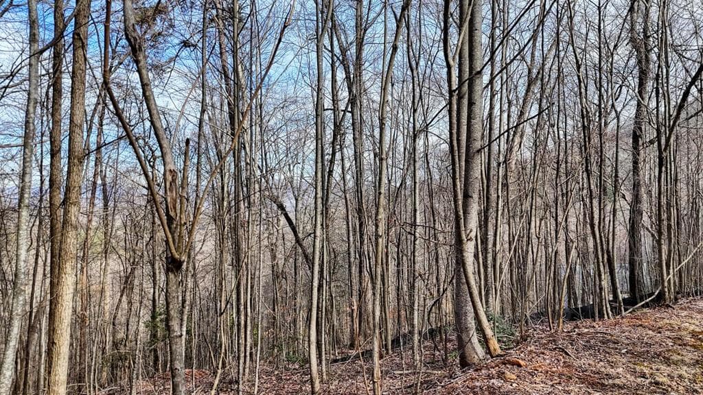 Lot #5 Overlook At Y.H., Young Harris GA 30582 - Photo