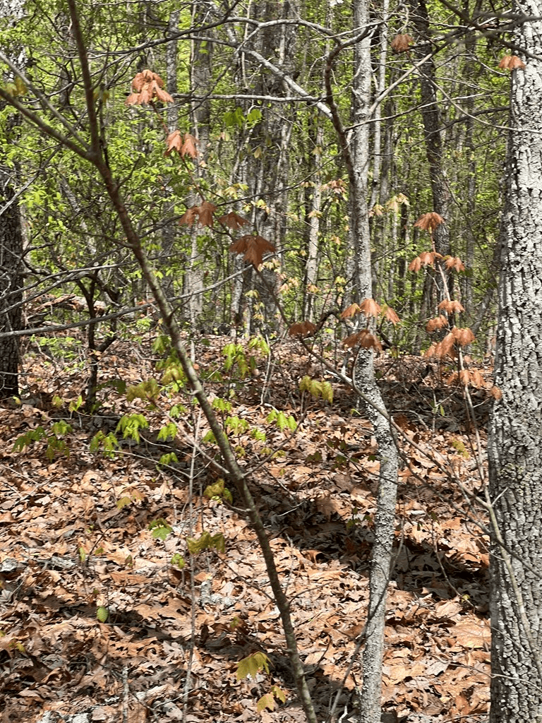 33 35 36 Ash Branch, Hayesville NC 28904 - Photo
