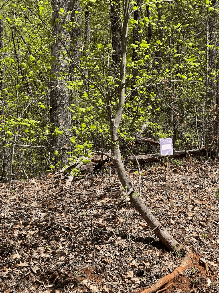 33 35 36 Ash Branch, Hayesville NC 28904 - Photo