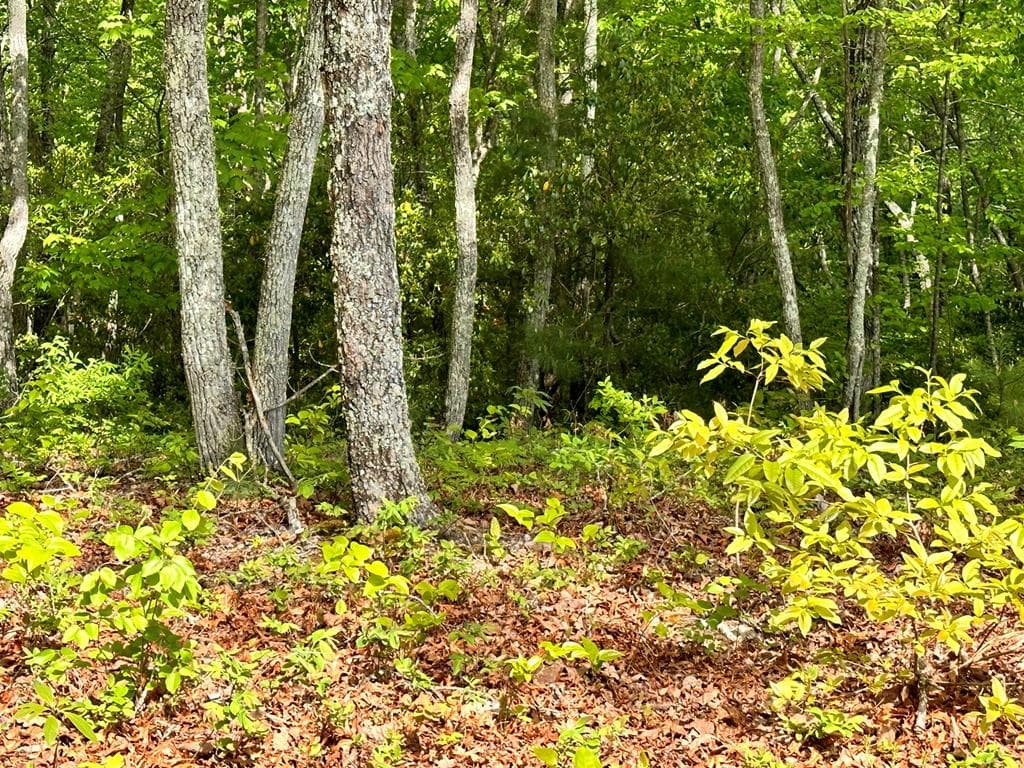 Lot 9 Settawig Overlook, Hayesville NC 28904 - Photo