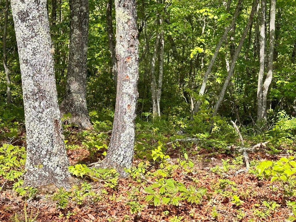 Lot 9 Settawig Overlook, Hayesville NC 28904 - Photo