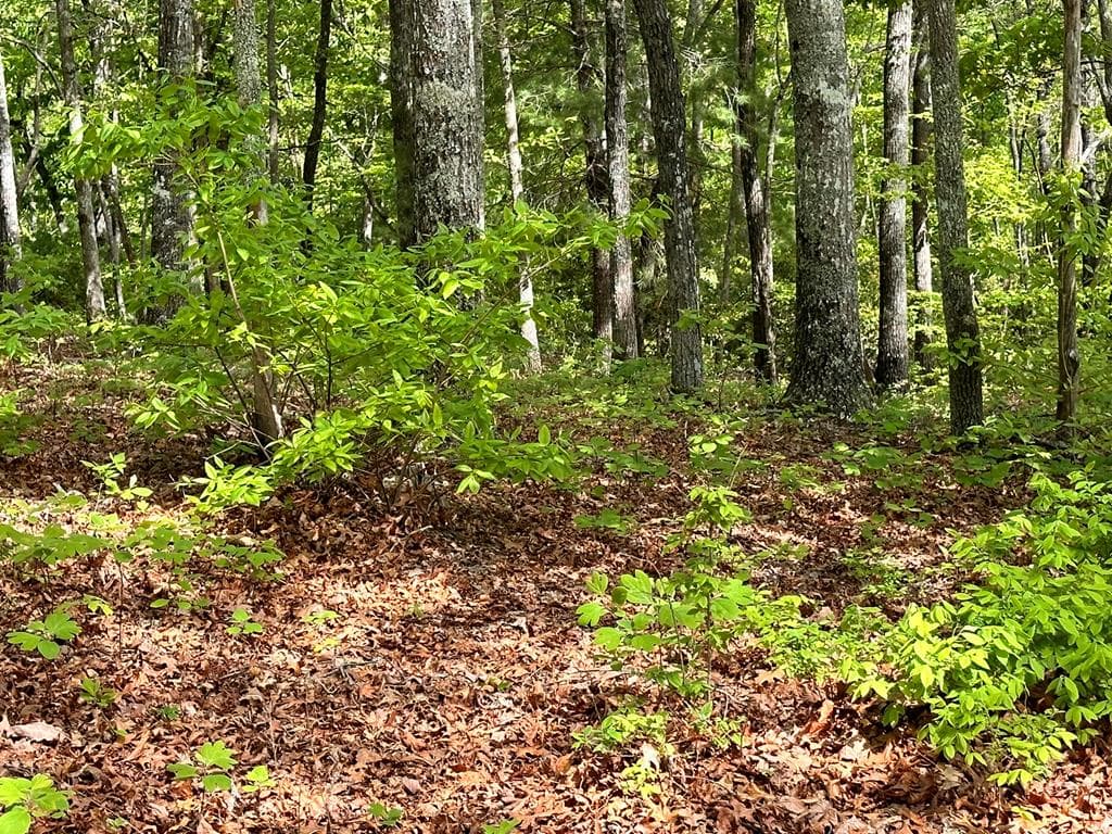Lot 11 Settawig Overlook, Hayesville NC 28904 - Photo