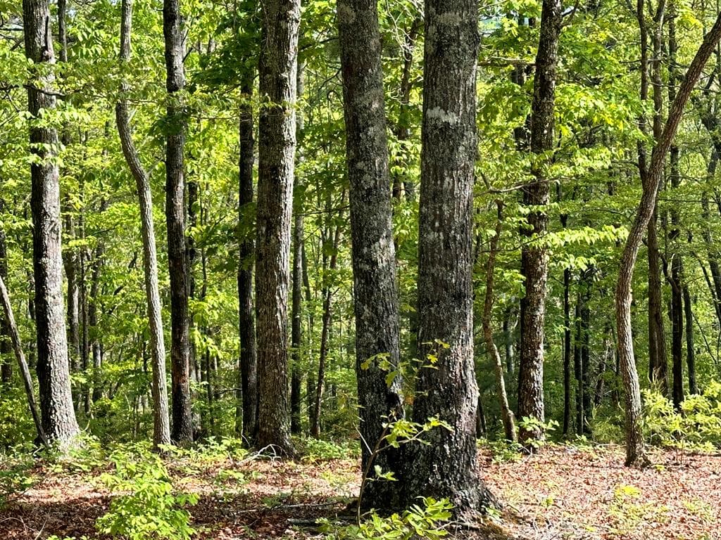 Lot 11 Settawig Overlook, Hayesville NC 28904 - Photo
