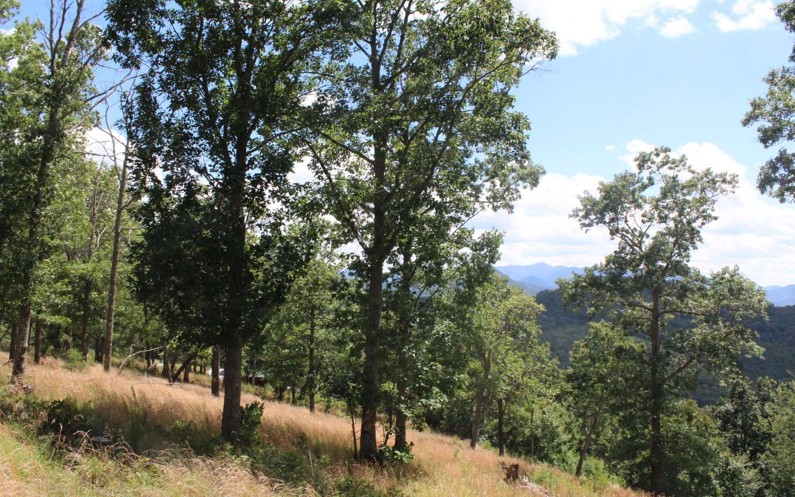 133 Shiloh Ridge, Hayesville NC 28904 - Photo