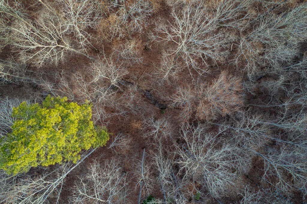 Lot 186 Shelter Cove Trail, Talking Rock GA 30175 - Photo