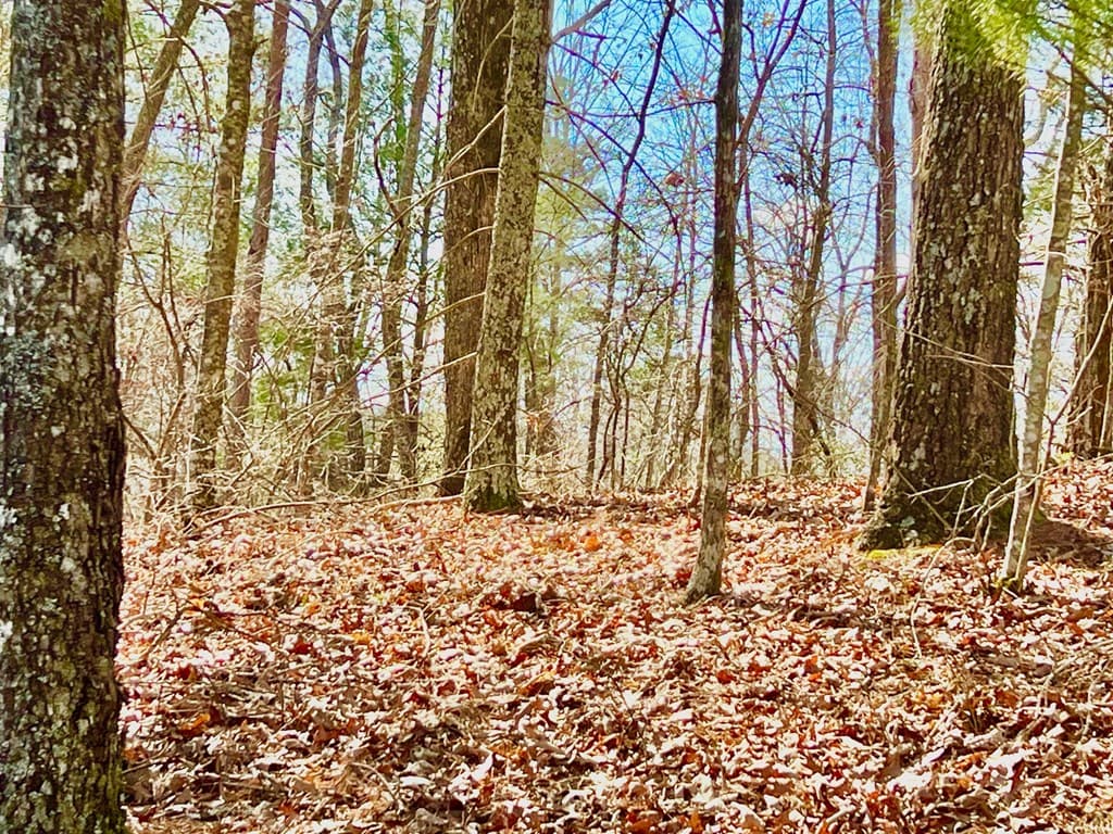 113 Beech Tree Drive, Ellijay GA 30540 - Photo