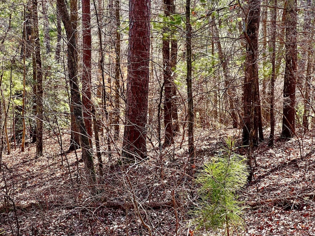 113 Beech Tree Drive, Ellijay GA 30540 - Photo