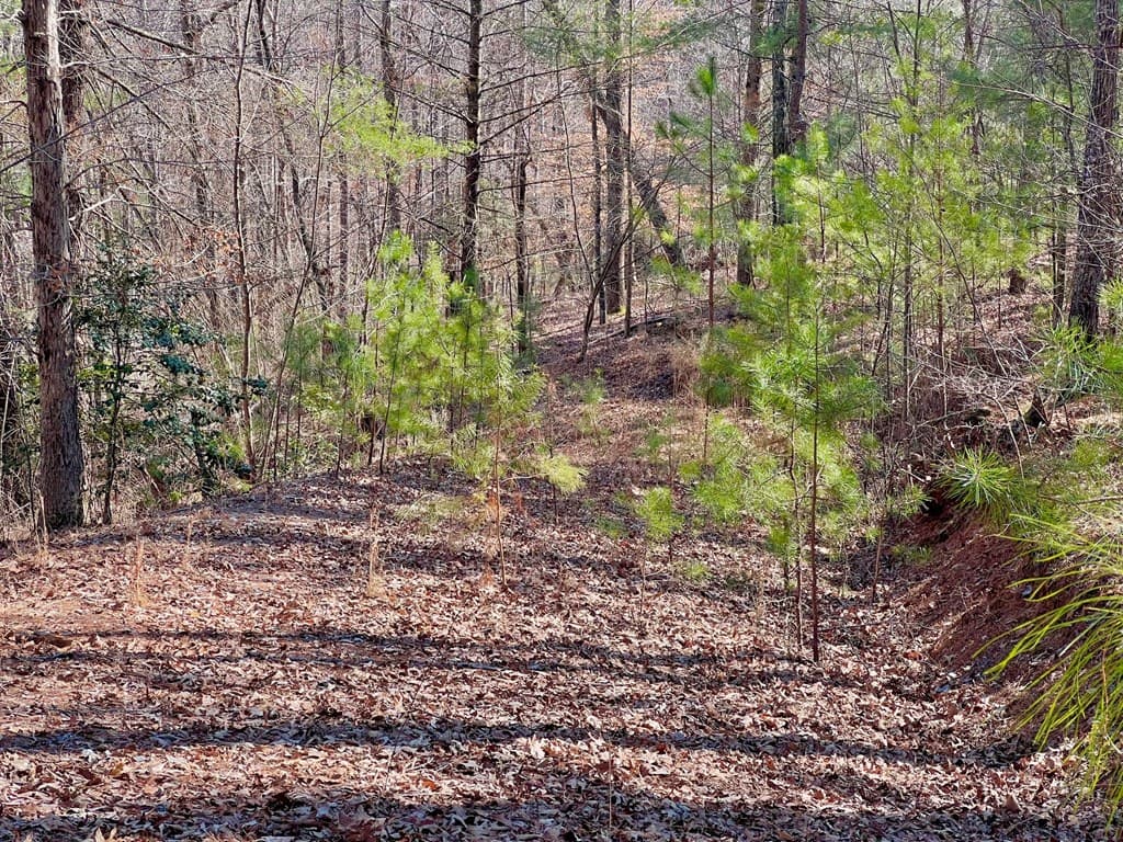 113 Beech Tree Drive, Ellijay GA 30540 - Photo