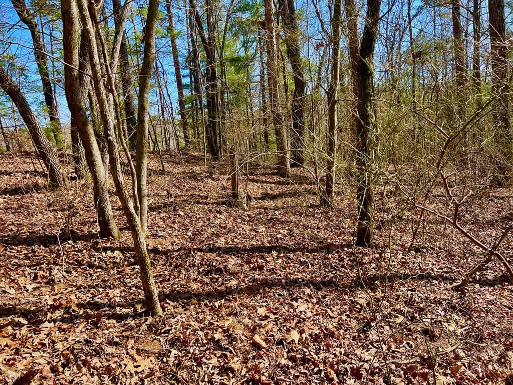 113 Beech Tree Drive, Ellijay GA 30540 - Photo