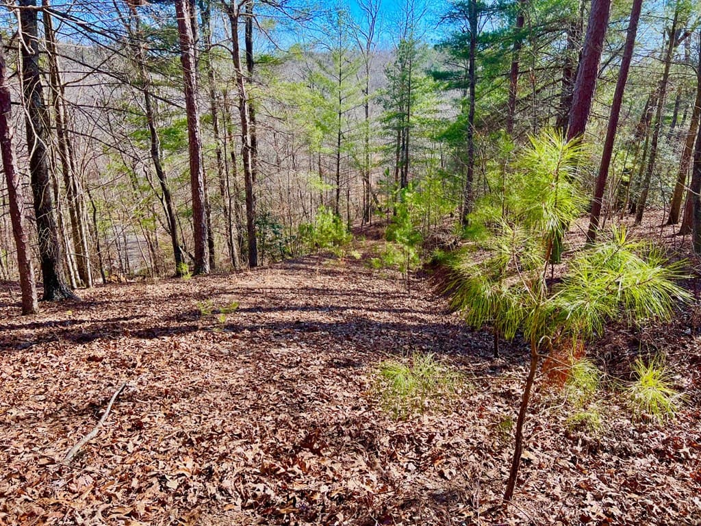 113 Beech Tree Drive, Ellijay GA 30540 - Photo