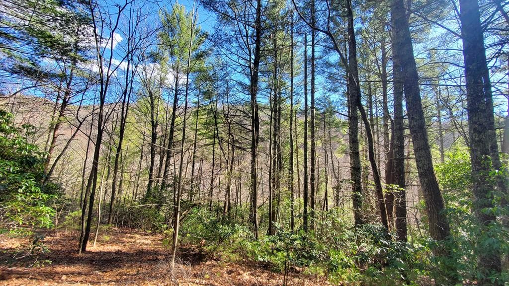 51+ acre Mountain Cove Way, Cherry Log GA 30522 - Photo