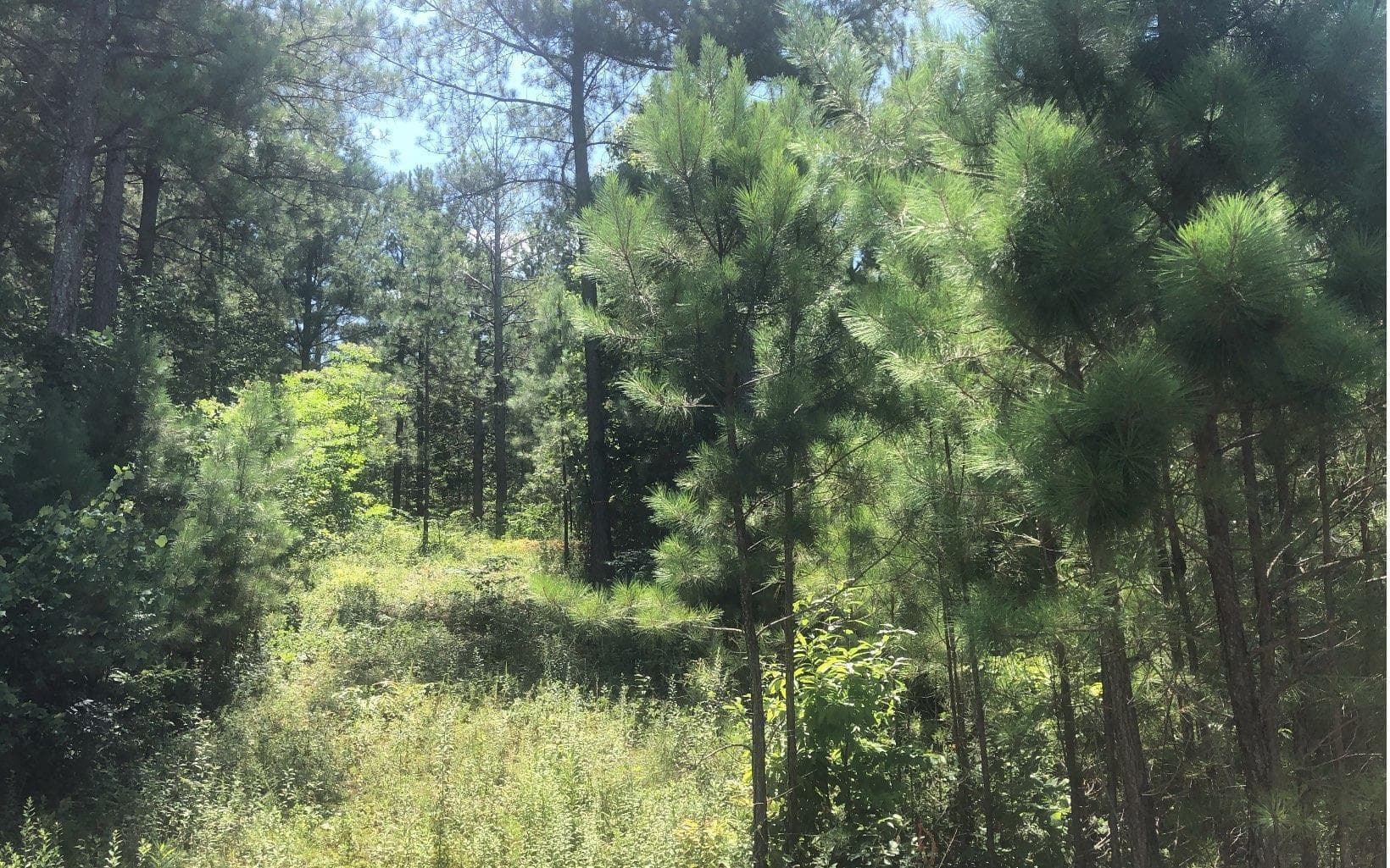 37 Loftis Mountain, Blairsville GA 30512 - Photo