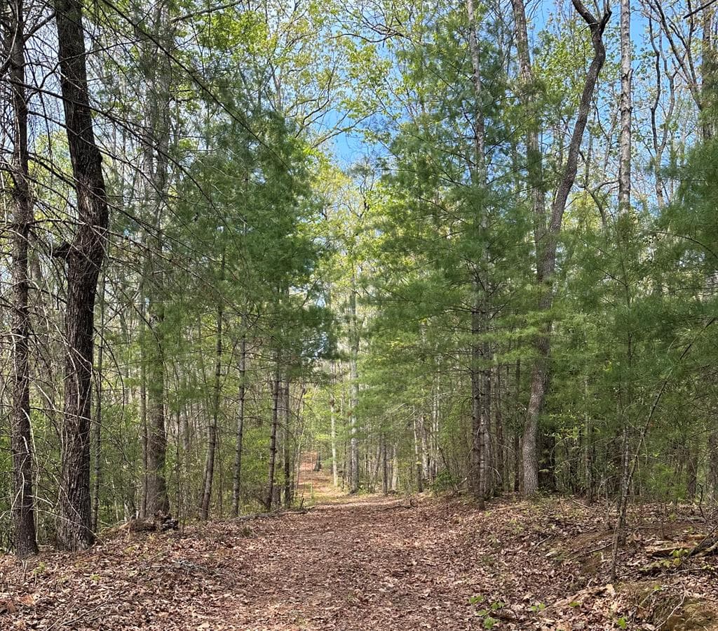 Lot 20 Big Ben Road, Ellijay GA 30540 - Primary photo