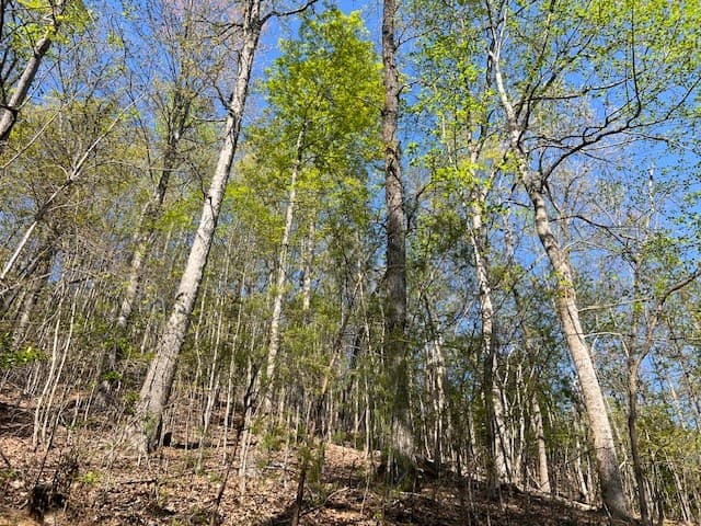 Lot 2B Grandview Drive, Hayesville NC 28904 - Photo