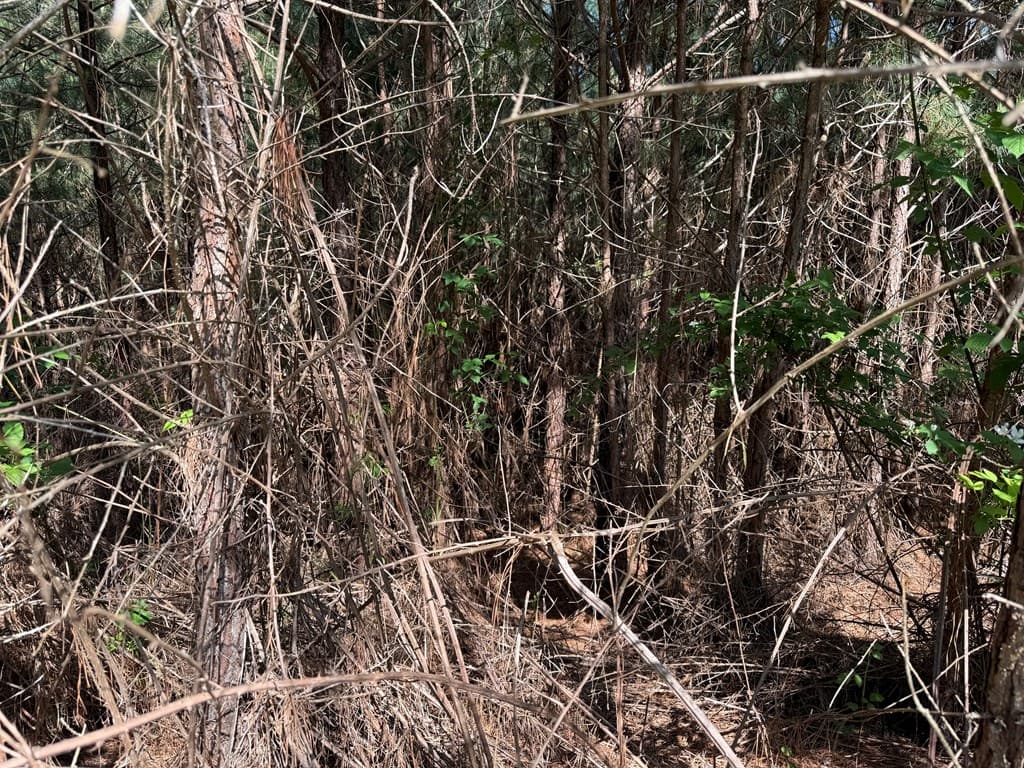 Lot 228 The Cove @ 1300, Blairsville GA 30512 - Photo